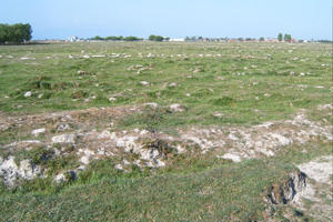 Засолени почви в с. Белозем, Пловдивско